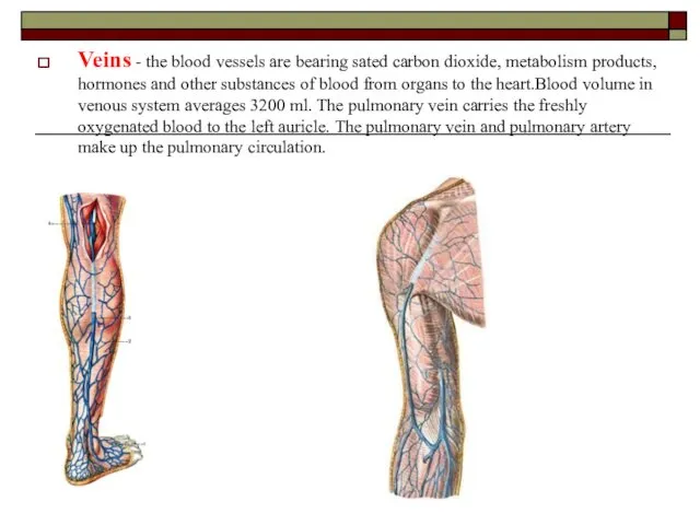 Veins - the blood vessels are bearing sated carbon dioxide, metabolism products, hormones