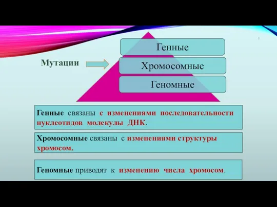 Мутации Генные связаны с изменениями последовательности нуклеотидов молекулы ДНК. Хромосомные