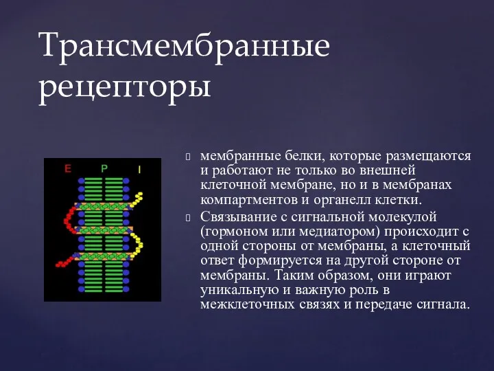 мембранные белки, которые размещаются и работают не только во внешней