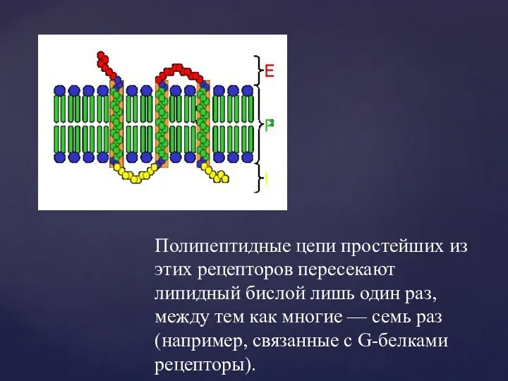 Полипептидные цепи простейших из этих рецепторов пересекают липидный бислой лишь