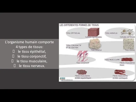 L'organisme humain comporte 4 types de tissus: le tissu épithélial,