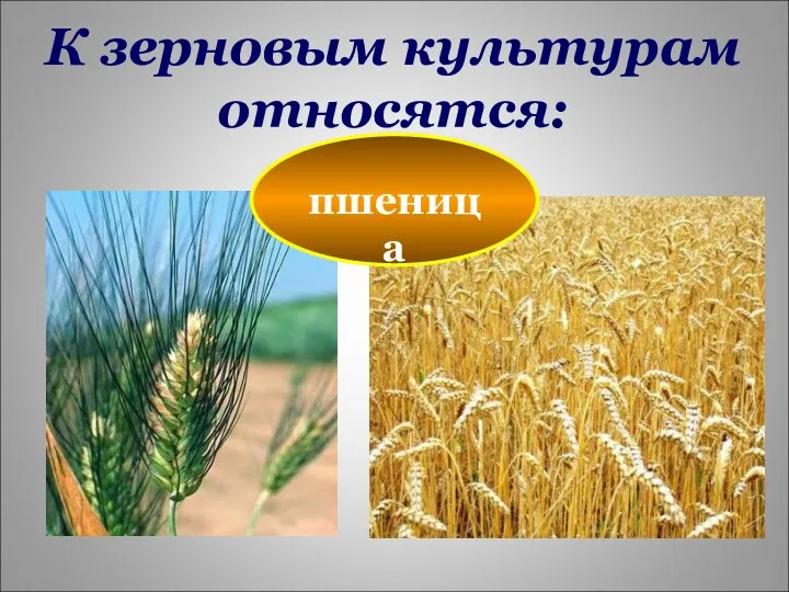 К зерновым культурам относятся: пшеница