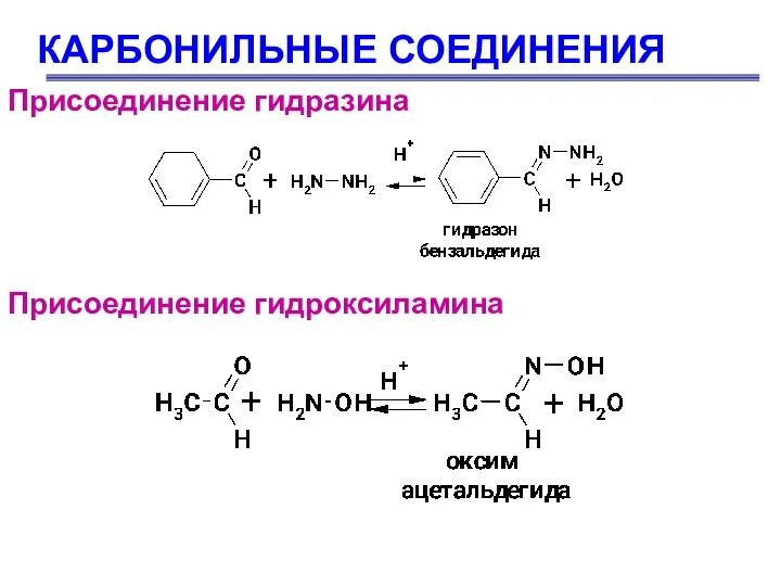 КАРБОНИЛЬНЫЕ СОЕДИНЕНИЯ Присоединение гидразина Присоединение гидроксиламина