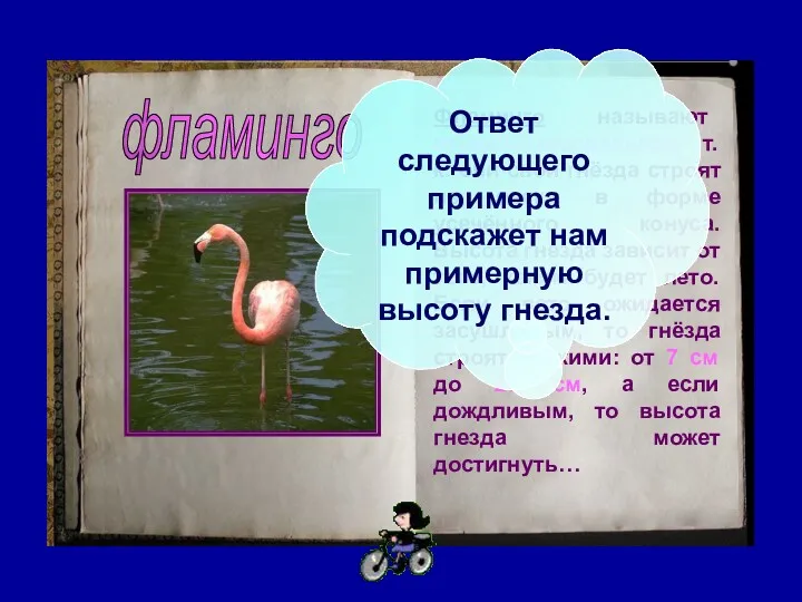 фламинго Фламинго называют птицей-метеорологом, т.к. они свои гнёзда строят из