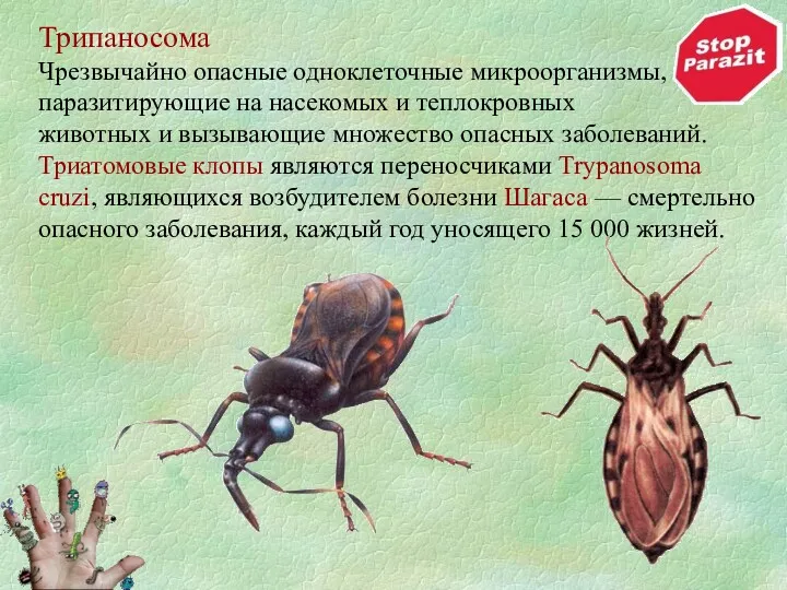 Трипаносома Чрезвычайно опасные одноклеточные микроорганизмы, паразитирующие на насекомых и теплокровных
