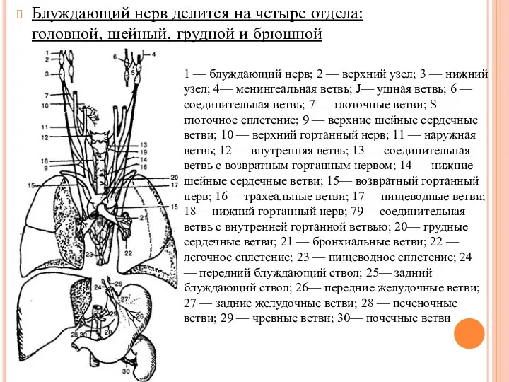 Блуждающий нерв делится на четыре отдела: головной, шейный, грудной и