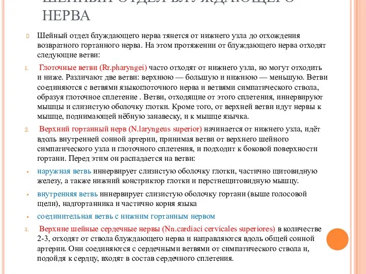 ШЕЙНЫЙ ОТДЕЛ БЛУЖДАЮЩЕГО НЕРВА Шейный отдел блуждающего нерва тянется от