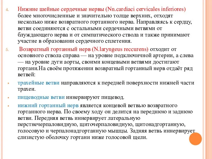 Нижние шейные сердечные нервы (Nn.cardiaci cervicales inferiores) более многочисленные и