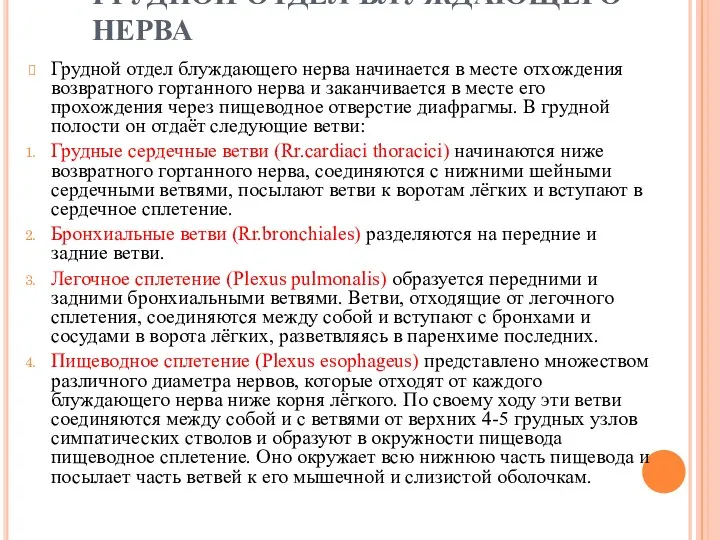 ГРУДНОЙ ОТДЕЛ БЛУЖДАЮЩЕГО НЕРВА Грудной отдел блуждающего нерва начинается в