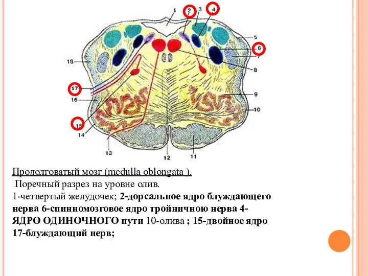 Продолговатый мозг (medulla oblongata ). Поречный разрез на уровне олив.