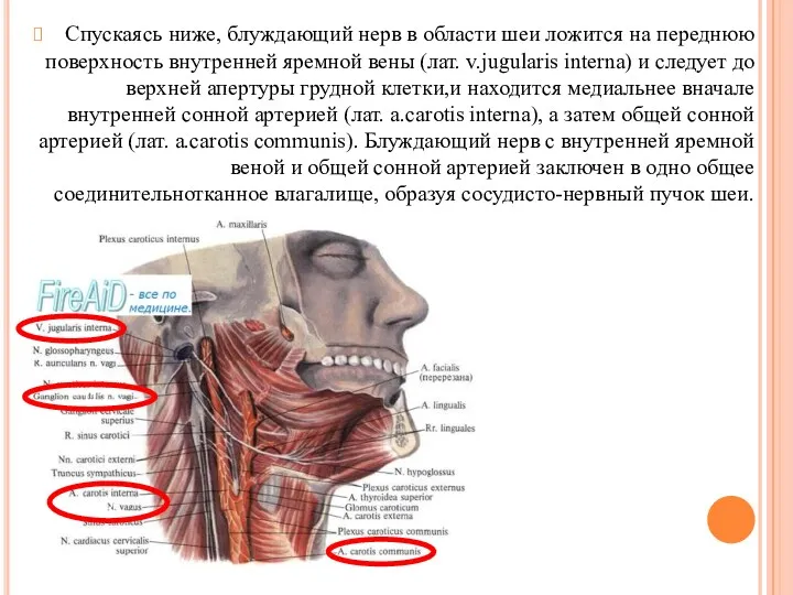 Спускаясь ниже, блуждающий нерв в области шеи ложится на переднюю