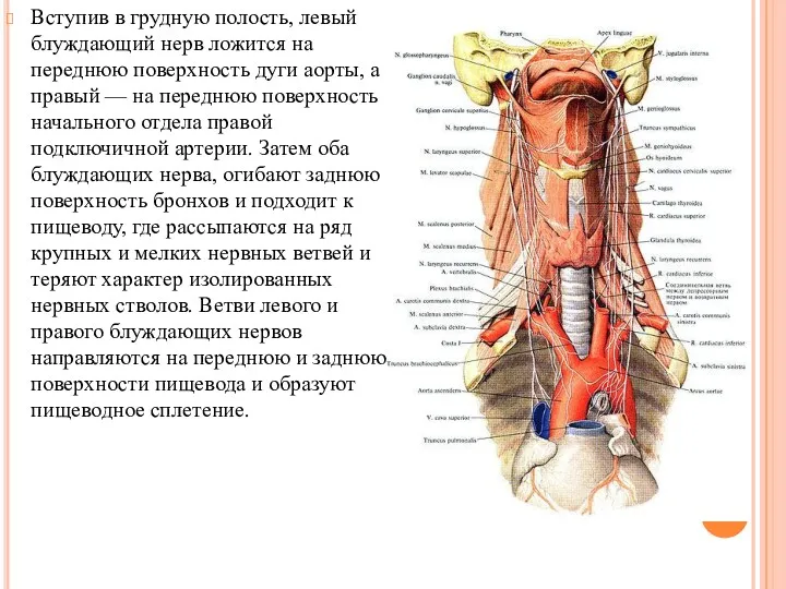 Вступив в грудную полость, левый блуждающий нерв ложится на переднюю