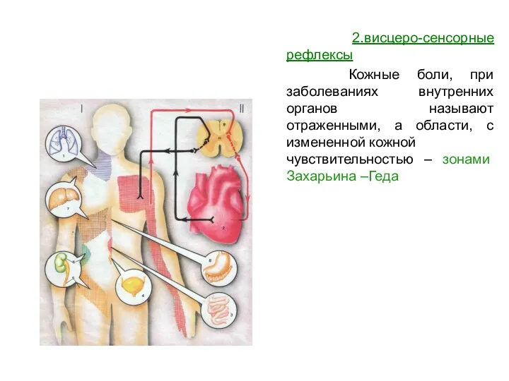 2.висцеро-сенсорные рефлексы Кожные боли, при заболеваниях внутренних органов называют отраженными, а области, с