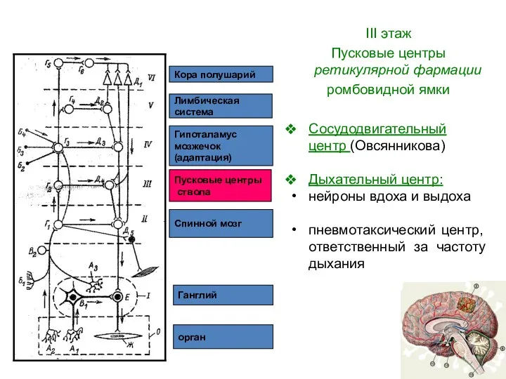 орган Ганглий Спинной мозг Пусковые центры ствола Гипоталамус мозжечок (адаптация)
