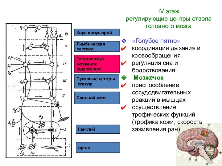 орган Ганглий Спинной мозг Пусковые центры ствола Гипоталамус мозжечок (адаптация) Лимбическая система Кора