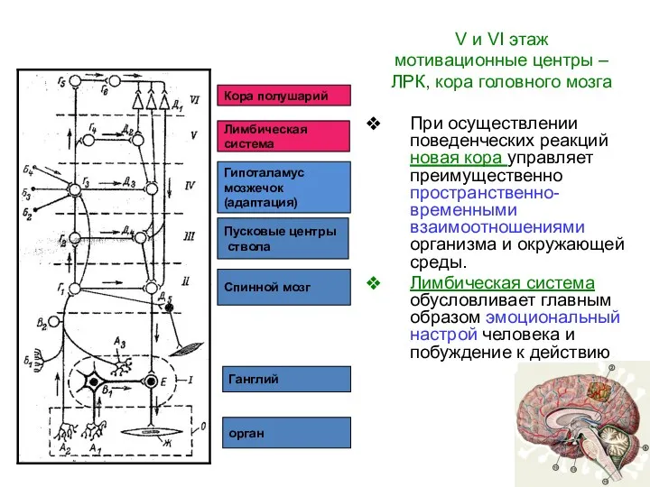 орган Ганглий Спинной мозг Пусковые центры ствола Гипоталамус мозжечок (адаптация) Лимбическая система Кора