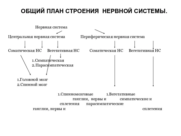 ОБЩИЙ ПЛАН СТРОЕНИЯ НЕРВНОЙ СИСТЕМЫ. Нервная система Центральная нервная система