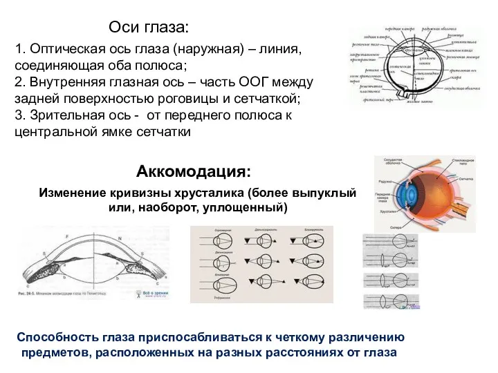 Оси глаза: 1. Оптическая ось глаза (наружная) – линия, соединяющая оба полюса; 2.