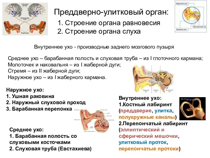 1. Строение органа равновесия 2. Строение органа слуха Преддверно-улитковый орган: Внутреннее ухо -