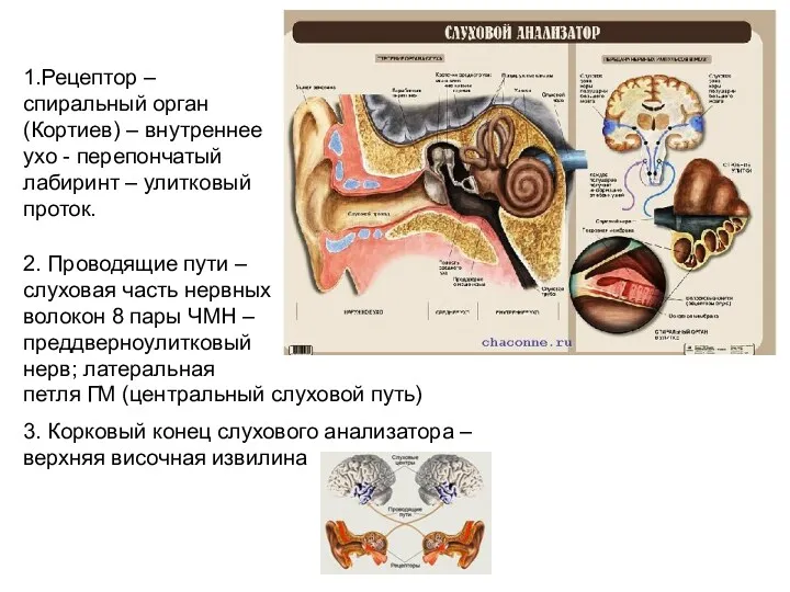 1.Рецептор – спиральный орган (Кортиев) – внутреннее ухо - перепончатый лабиринт – улитковый