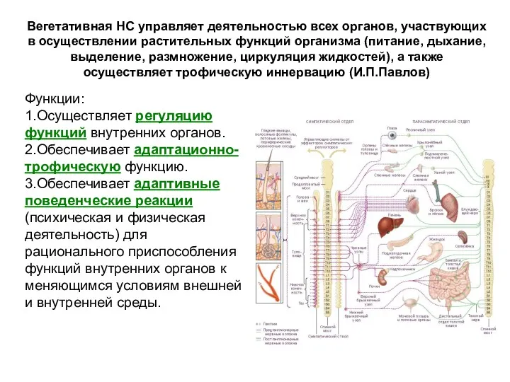 Функции: 1.Осуществляет регуляцию функций внутренних органов. 2.Обеспечивает адаптационно-трофическую функцию. 3.Обеспечивает адаптивные поведенческие реакции