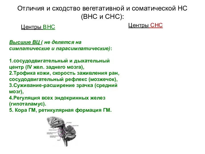 Отличия и сходство вегетативной и соматической НС (ВНС и СНС): Центры ВНС Центры