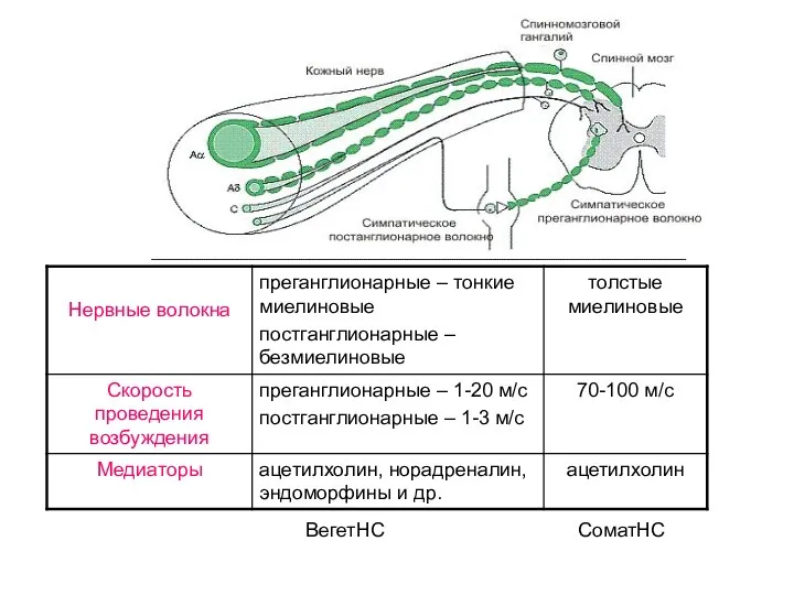 ВегетНС СоматНС