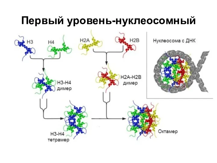 Первый уровень-нуклеосомный