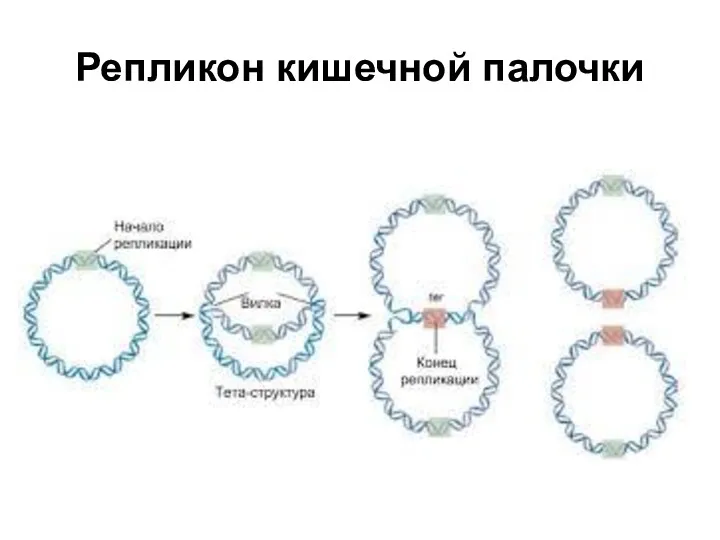 Репликон кишечной палочки