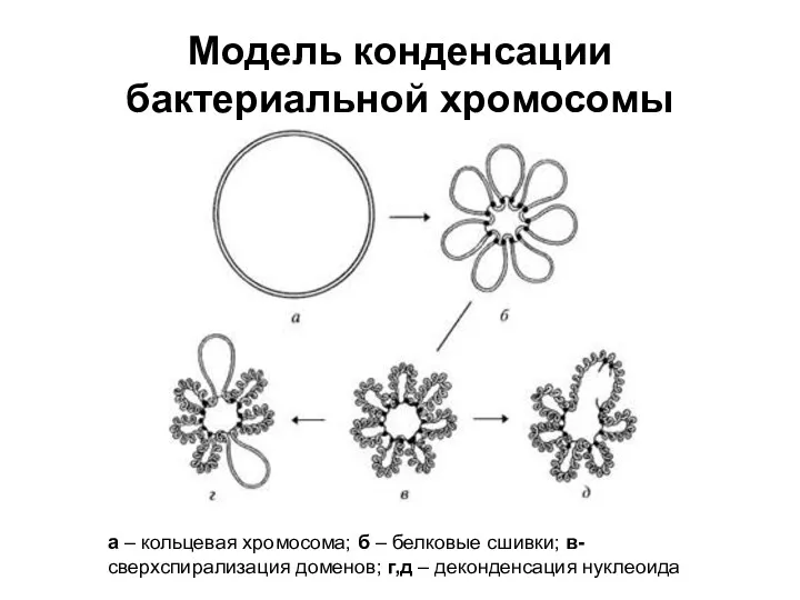 Модель конденсации бактериальной хромосомы а – кольцевая хромосома; б –