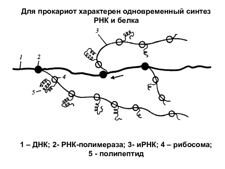 1 – ДНК; 2- РНК-полимераза; 3- иРНК; 4 – рибосома;