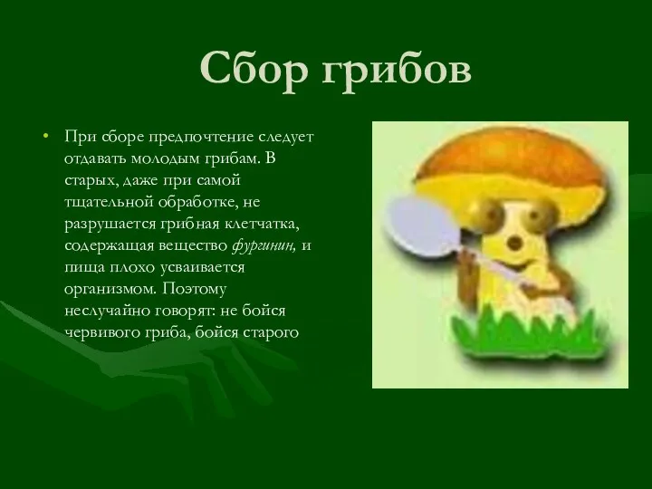 Сбор грибов При сборе предпочтение следует отдавать молодым грибам. В