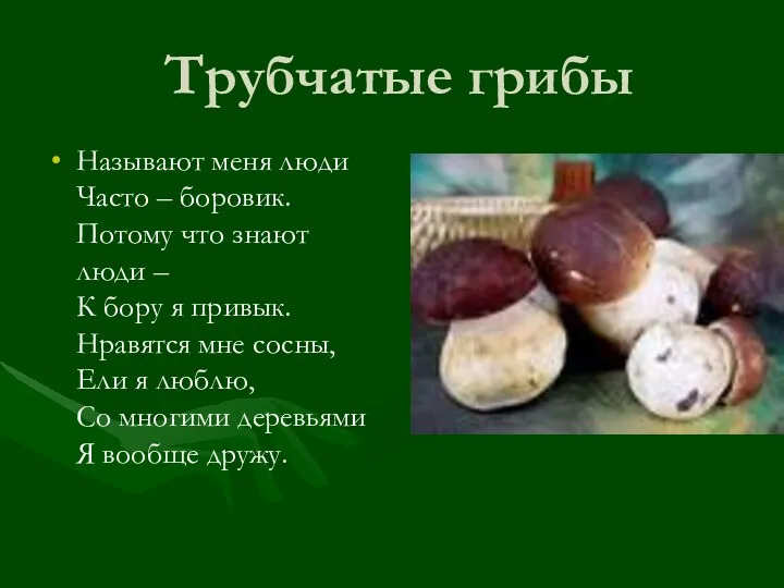 Трубчатые грибы Называют меня люди Часто – боровик. Потому что