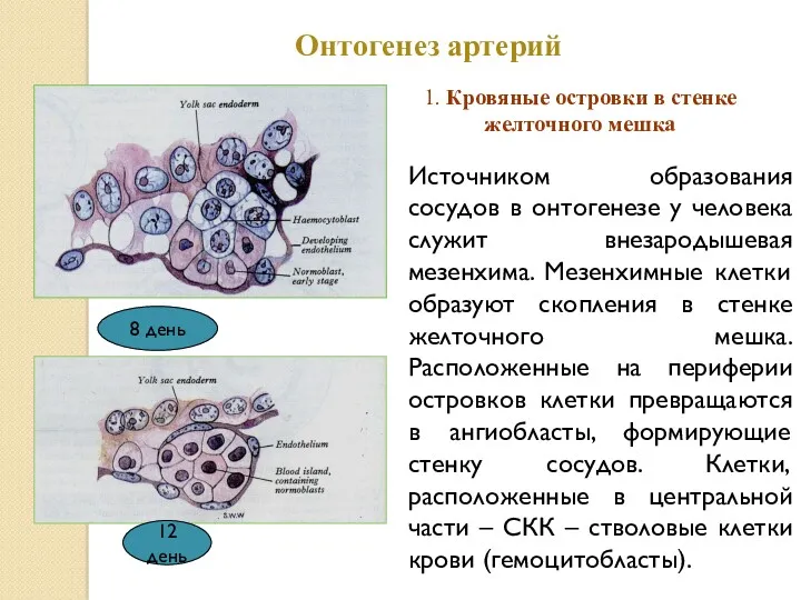 Онтогенез артерий Источником образования сосудов в онтогенезе у человека служит внезародышевая мезенхима. Мезенхимные