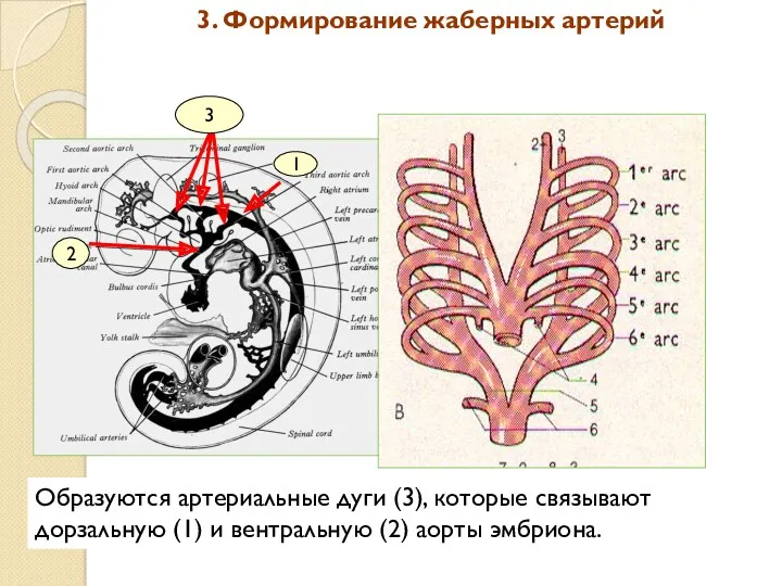3 3. Формирование жаберных артерий Образуются артериальные дуги (3), которые связывают дорзальную (1)