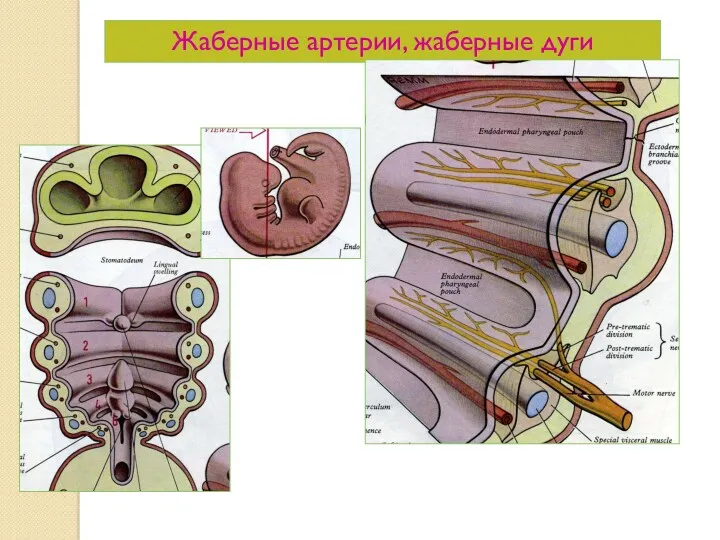 Жаберные артерии, жаберные дуги