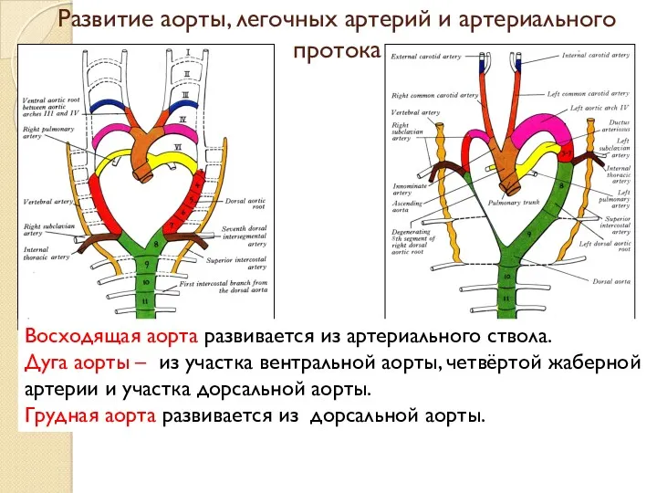 Развитие аорты, легочных артерий и артериального протока Восходящая аорта развивается из артериального ствола.