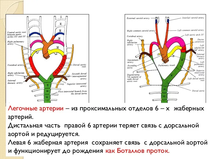 Легочные артерии – из проксимальных отделов 6 – х жаберных артерий. Дистальная часть