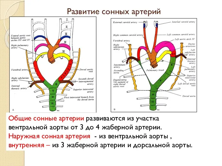 Общие сонные артерии развиваются из участка вентральной аорты от 3 до 4 жаберной