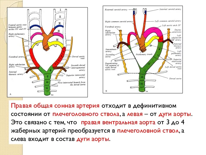 Правая общая сонная артерия отходит в дефинитивном состоянии от плечеголовного ствола, а левая