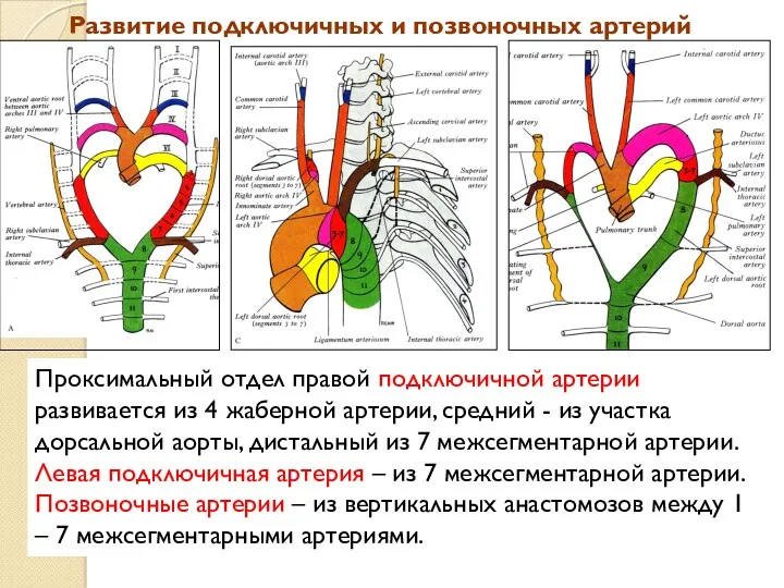Развитие подключичных и позвоночных артерий Проксимальный отдел правой подключичной артерии развивается из 4
