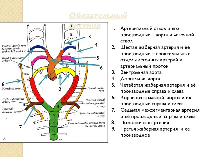Обязательный рисунок Артериальный ствол и его производные – аорта и легочной ствол Шестая