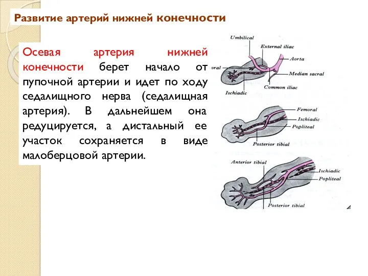 Развитие артерий нижней конечности Осевая артерия нижней конечности берет начало от пупочной артерии