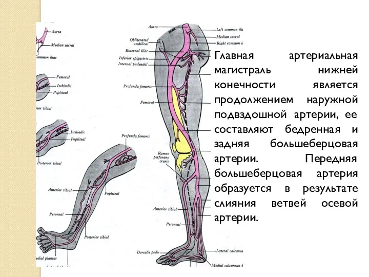 Главная артериальная магистраль нижней конечности является продолжением наружной подвздошной артерии, ее составляют бедренная