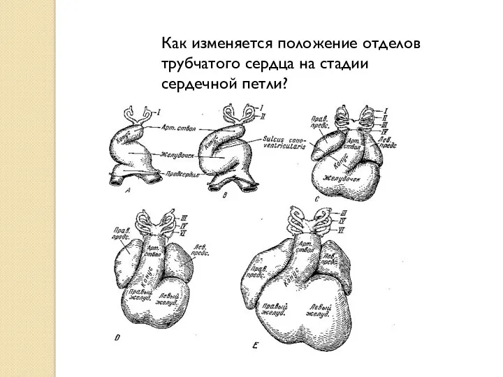 Как изменяется положение отделов трубчатого сердца на стадии сердечной петли?