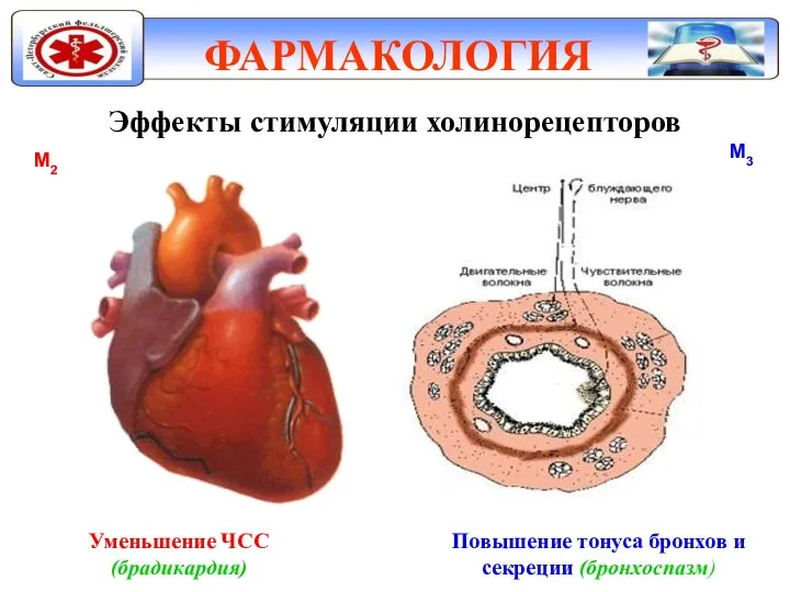 ФАРМАКОЛОГИЯ Эффекты стимуляции холинорецепторов Уменьшение ЧСС (брадикардия) М2 М3 Повышение тонуса бронхов и секреции (бронхоспазм)