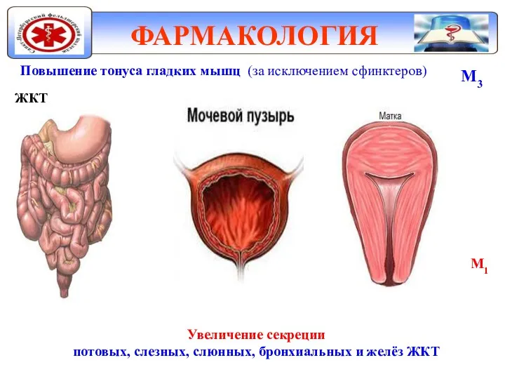 ФАРМАКОЛОГИЯ Повышение тонуса гладких мышц (за исключением сфинктеров) М3 ЖКТ