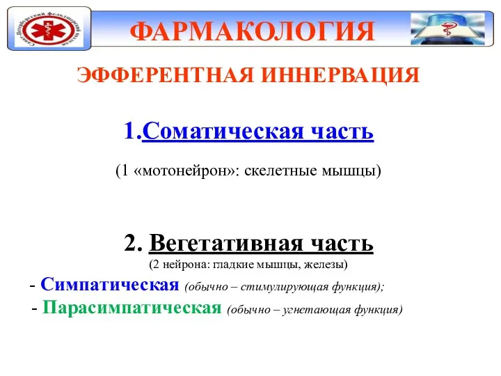 ФАРМАКОЛОГИЯ ЭФФЕРЕНТНАЯ ИННЕРВАЦИЯ 1.Соматическая часть (1 «мотонейрон»: скелетные мышцы) 2.