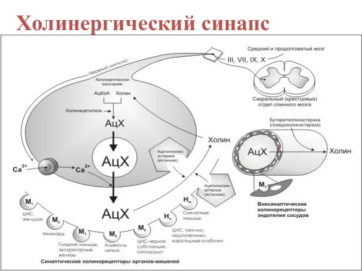 Холинергический синапс