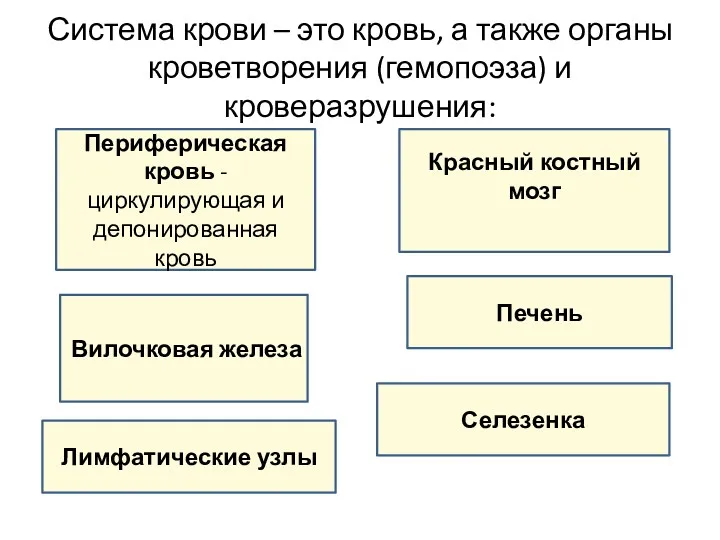 Система крови – это кровь, а также органы кроветворения (гемопоэза)